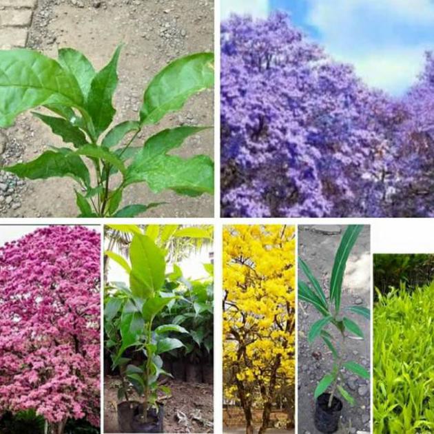 3 batang bibit pohon tabebuya sakura