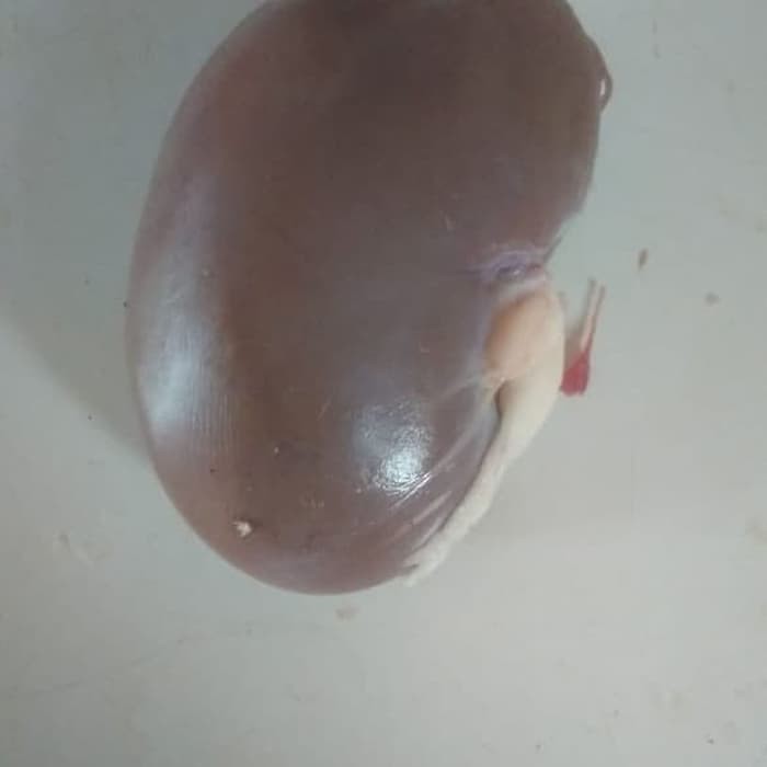

Ginjal Kambing 1/2 kg