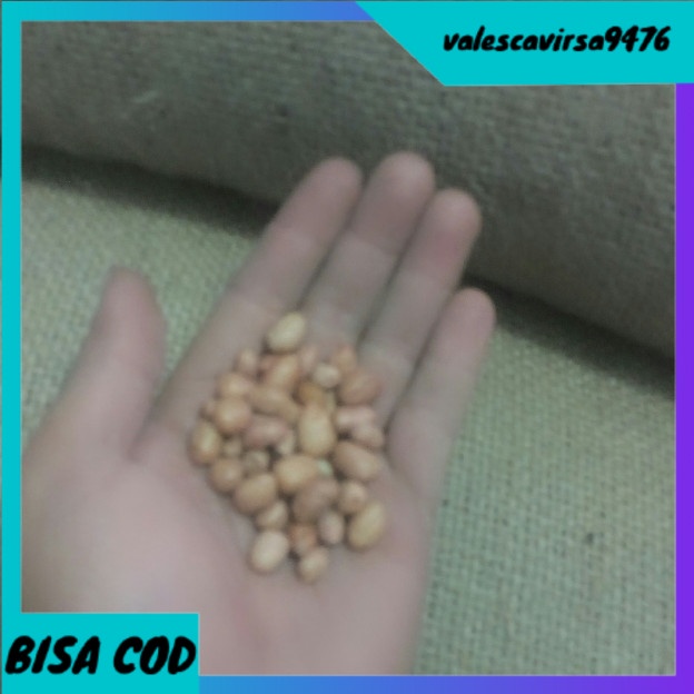 

⭐BISA COD⭐ Kacang Tanah