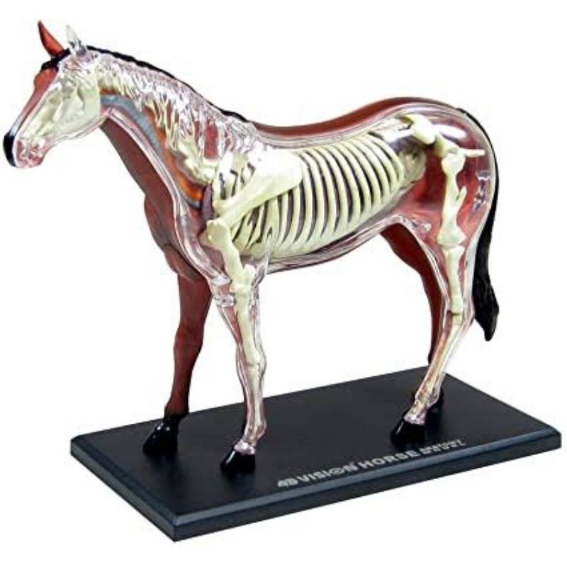 4D Vision Anatomy model Kuda