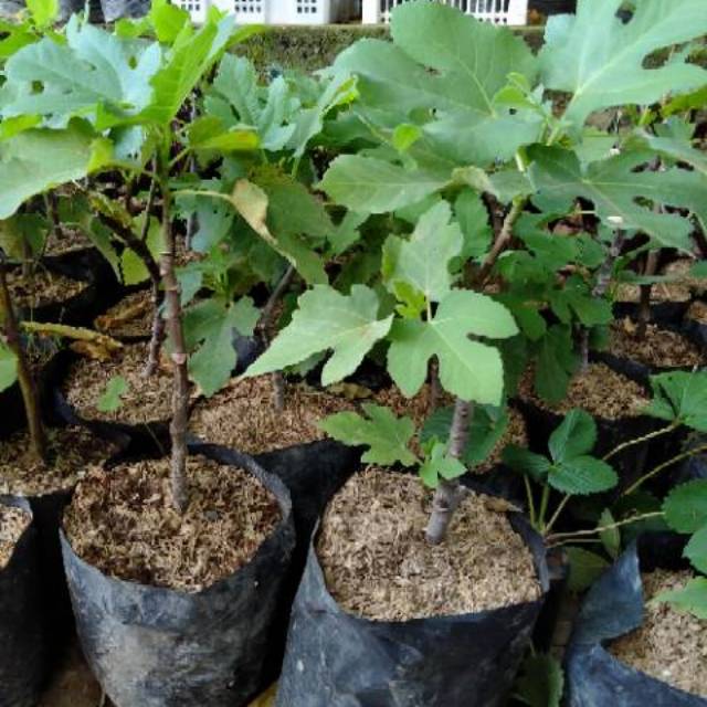 Paket 4 Bibit Buah Tin/ Pohon Buah Tin