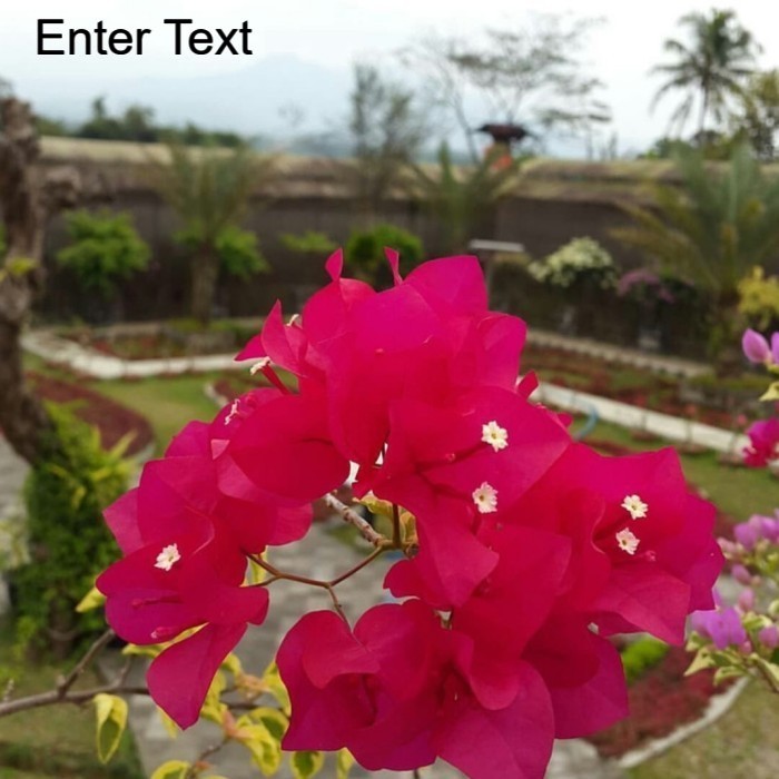 (COD) Tanaman Hias Bunga Bougenville Merah - Bibit Bougenville Bunga Kertas