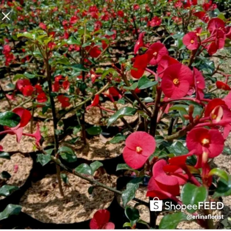 vegetasi lebah madu eforbia mini mengandung nextar polen resin