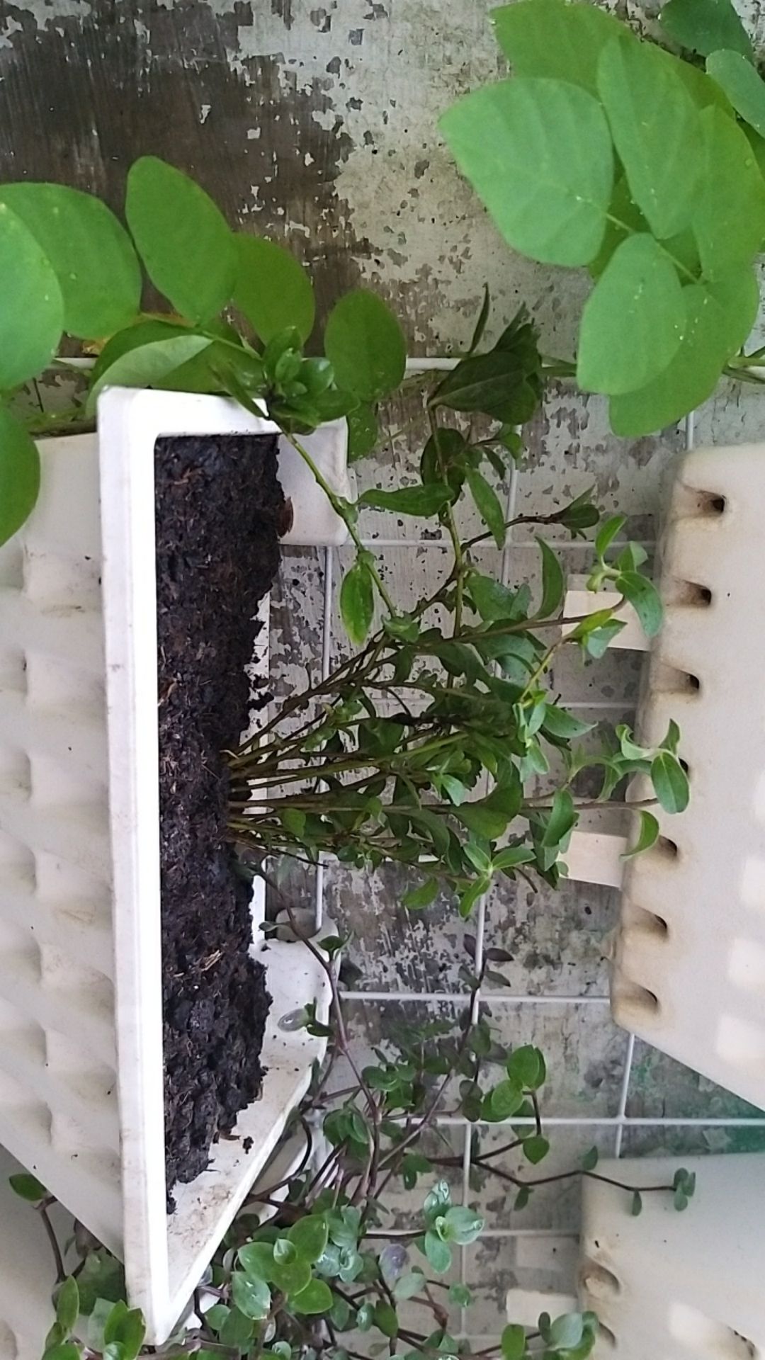 Tanaman Hias Blue Eye