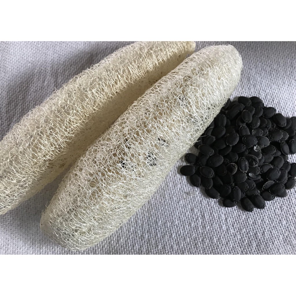 Benih Bibit Biji - Luffa / Loofah / Labu Blustru (Biji Hitam) Seeds