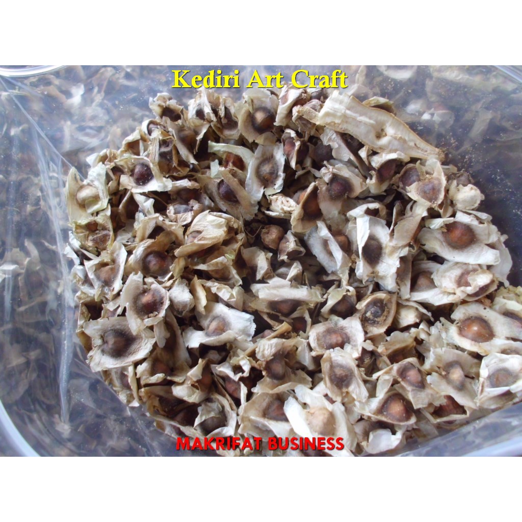 

JUAL PRODUK ASLI Biji kelor kering PAKET 1 Kg US KEDIRI ART CRAFT