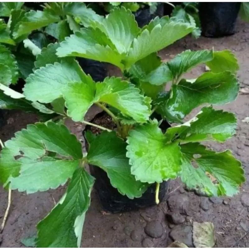 BIBIT STROBERI