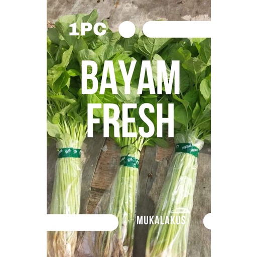 

SAYUR SEGAR BAYAM HIDROPONIK KWALITAS TERBAIK