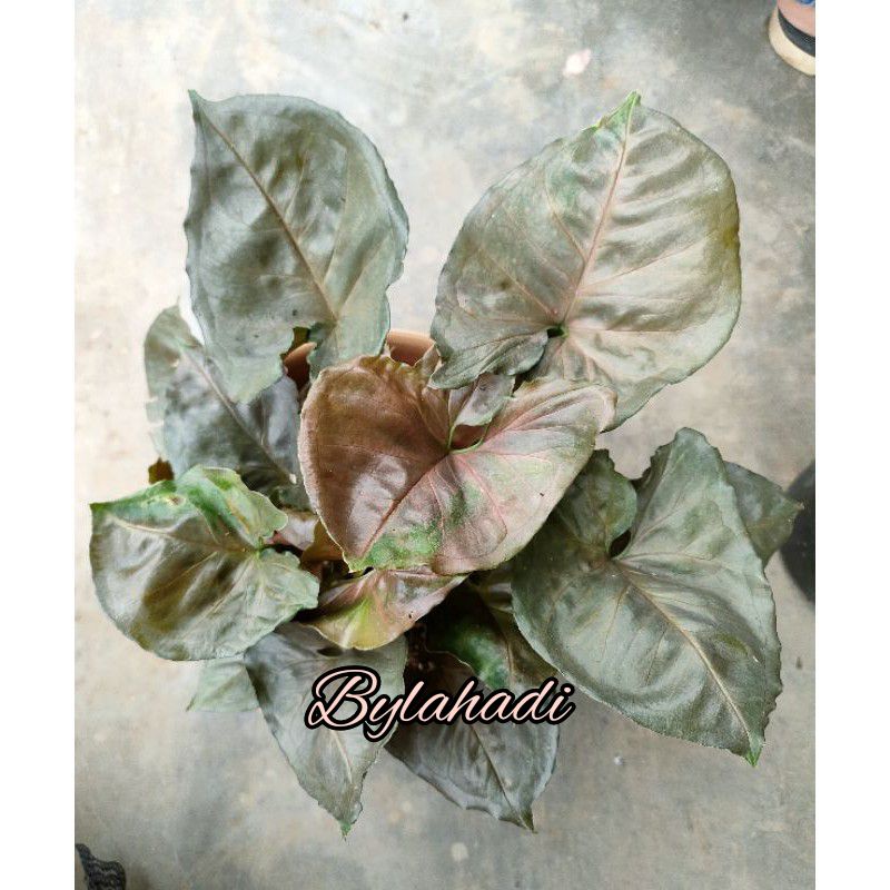 Singonium Black Maria