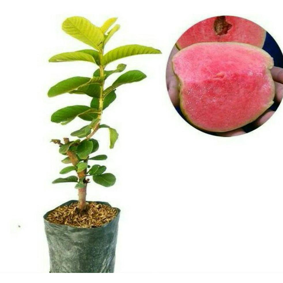 COD PAKET 6 BIBIT JAMBU KRISTAL MERAH TANPA BIJI #_#