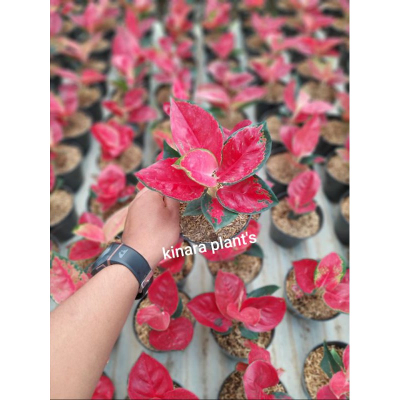 aglaonema suksom  jaipong