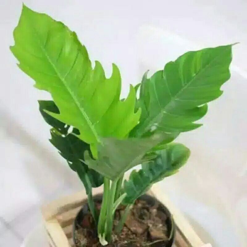 tanaman hias philidendron gergaji/kris/keris-philo keris gergaji-philo gergaji
