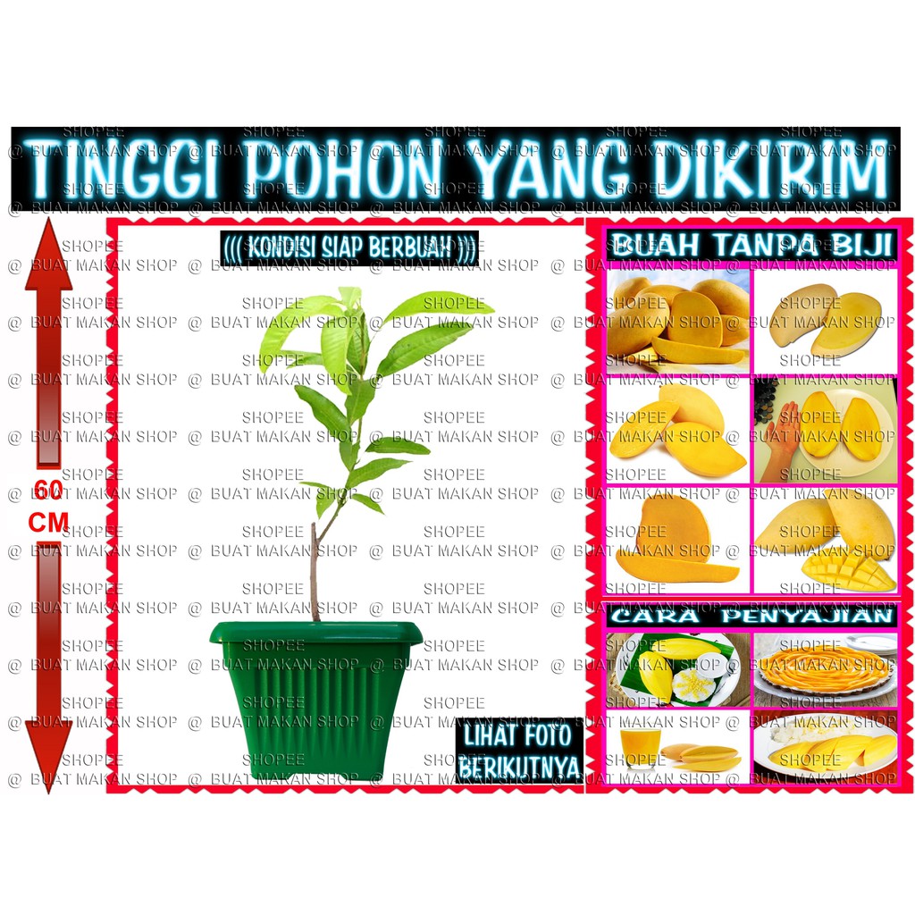 

MANGGO YINGTAI