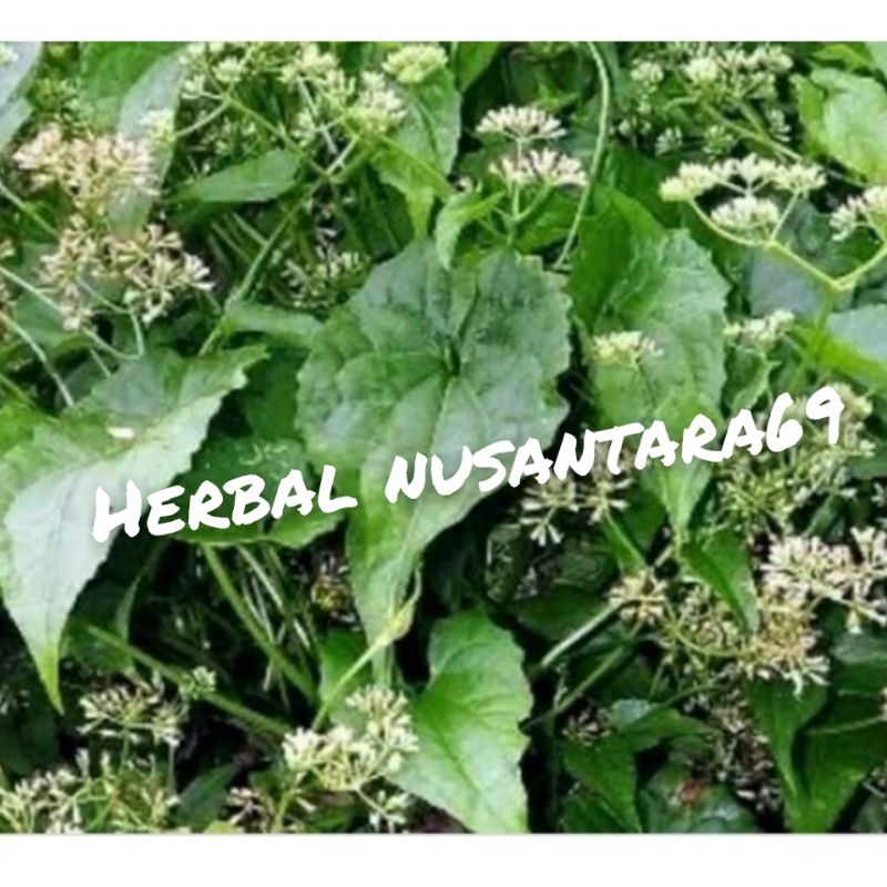 

Ready Daun Sambung Rambat Segar 500gr