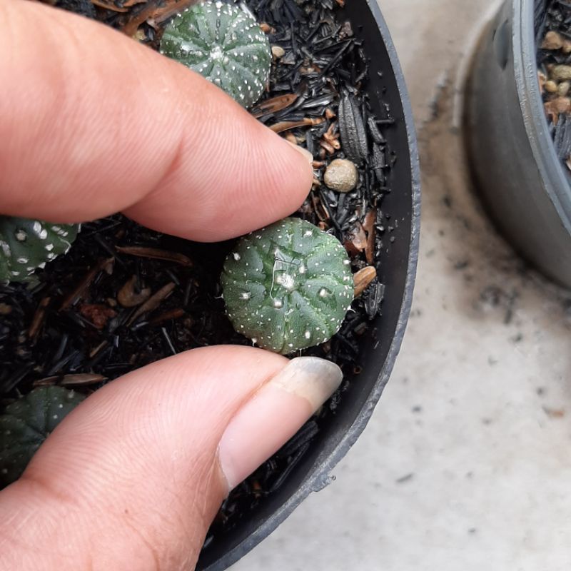 anakan kaktus astropytum