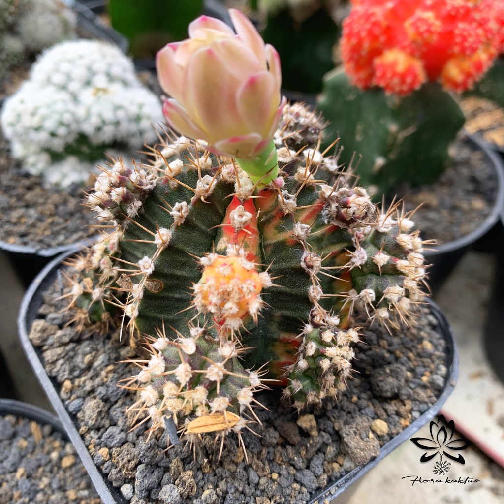 Tanaman kaktus Gymno Threecolor ownroot