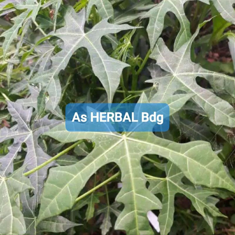 

Daun Gedi pepaya jepang paket per tangkai fresh-az