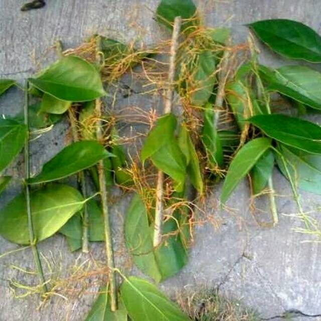 Bibit stek pohon cincau jely - pohon cincau