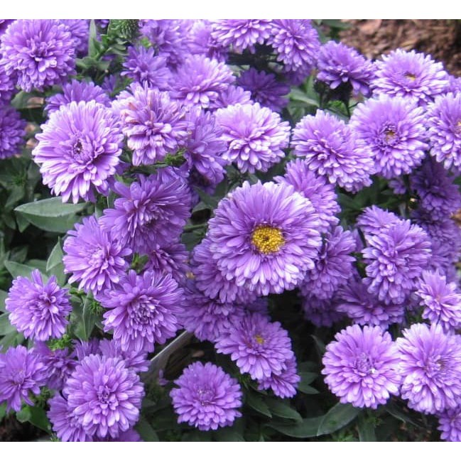 Benih Bibit Biji - Bunga Dwarf Purple Aster Flower Seeds - IMPORT