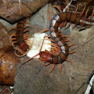 Umpan Mancing Galatama Lele Umpan Hidup Kecoa Batu Atau Kecoa