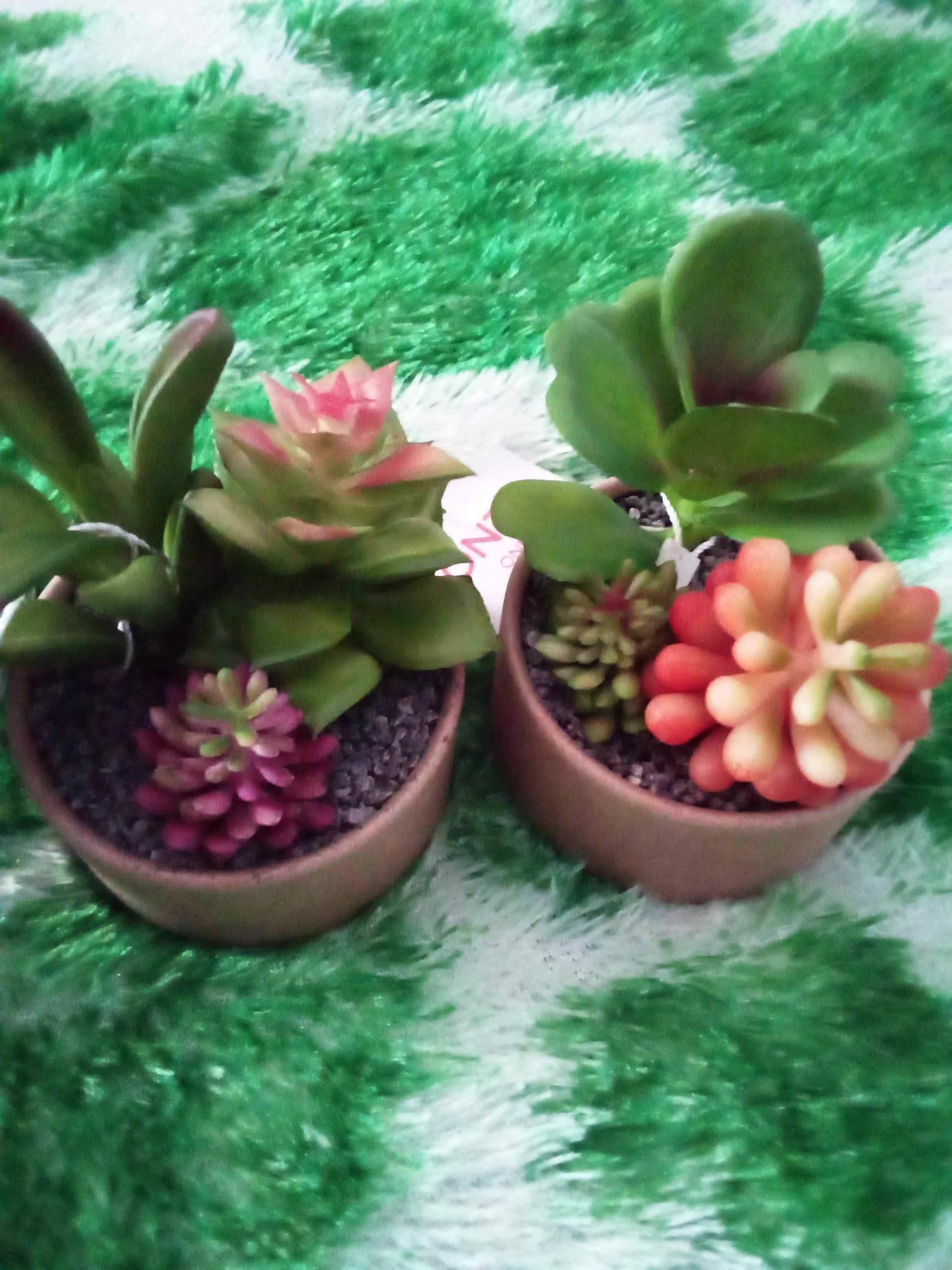 Homes Tanaman succulent  buatan tanamah hias pot kertas 