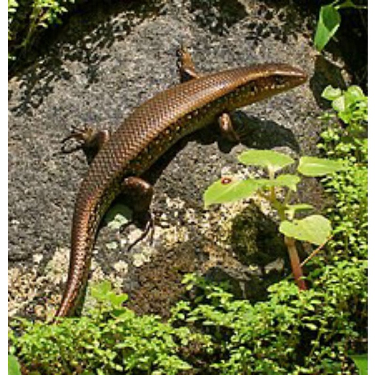 

kadal corak hitam obat asma