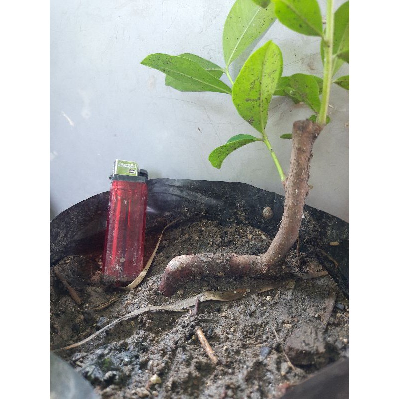 bahan bonsai jamblang/juwet/duwet/ tanaman herbal jamblang.