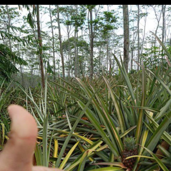 

201nhgg Nanas Muda Subang Ds201Fs