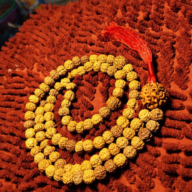 jenitri tasbih kesehatan tasbih rudraksha kesehatan