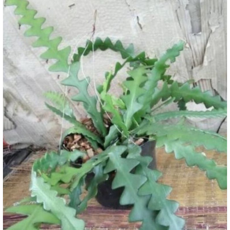 Tanaman hias wijaya kusuma keris bunga biru