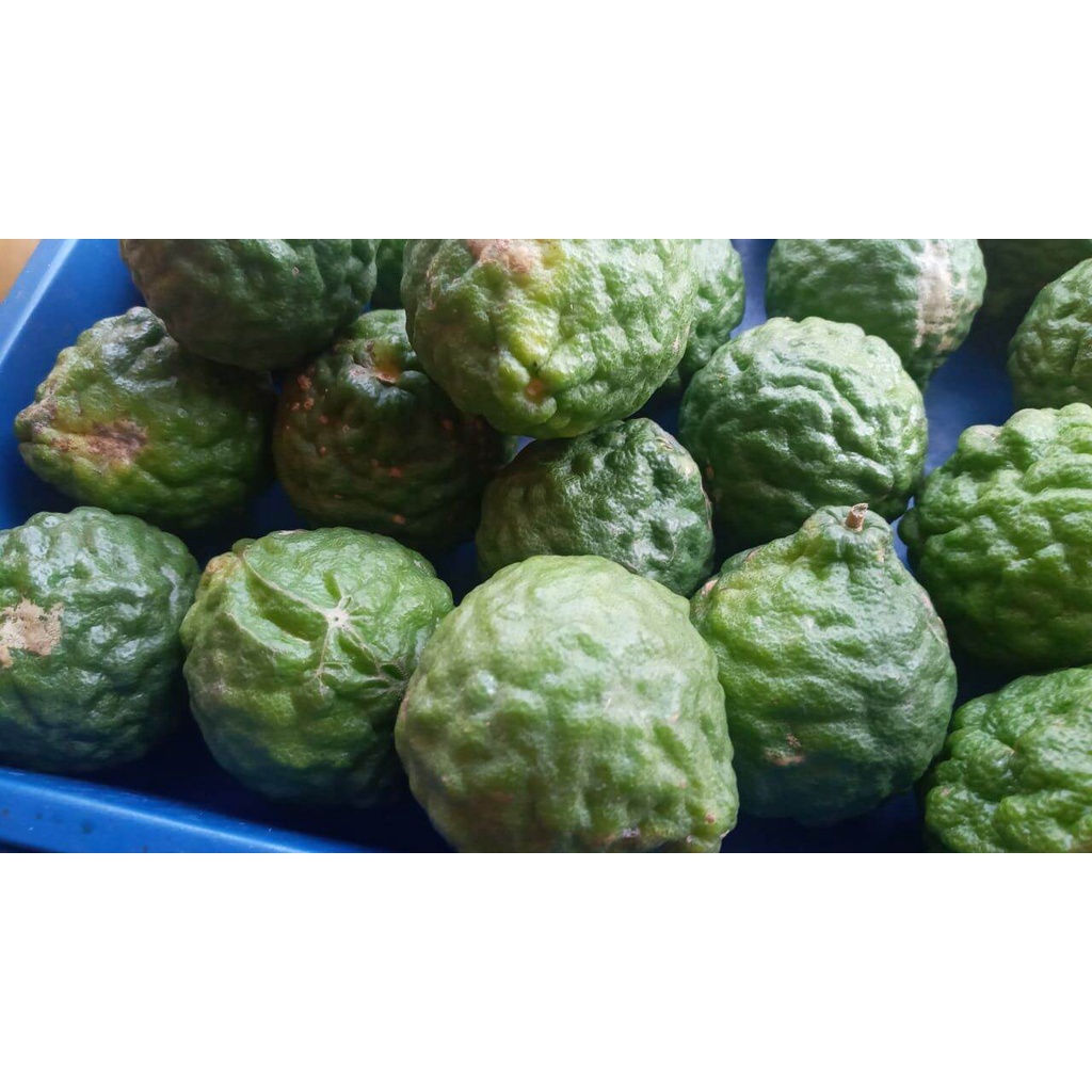 Jeruk Purut Segar 1 kg