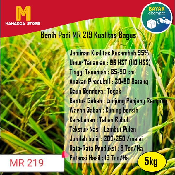 Biji padi unggul MR 219 Biji padi unggul MR219