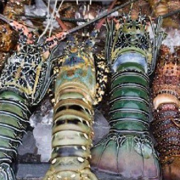 Lobster laut 1kg size 500-1000gr/ekor - frozen kualitas export