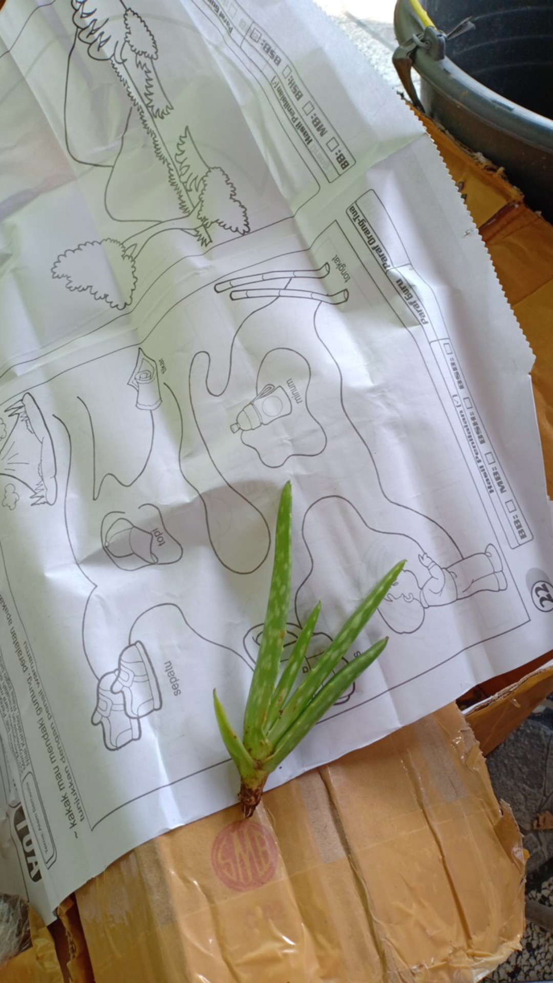 Bibit Tanaman Lidah Buaya Jumbo Sinensis (±10-25cm)