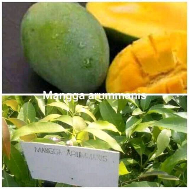 Bibit mangga harum manis super