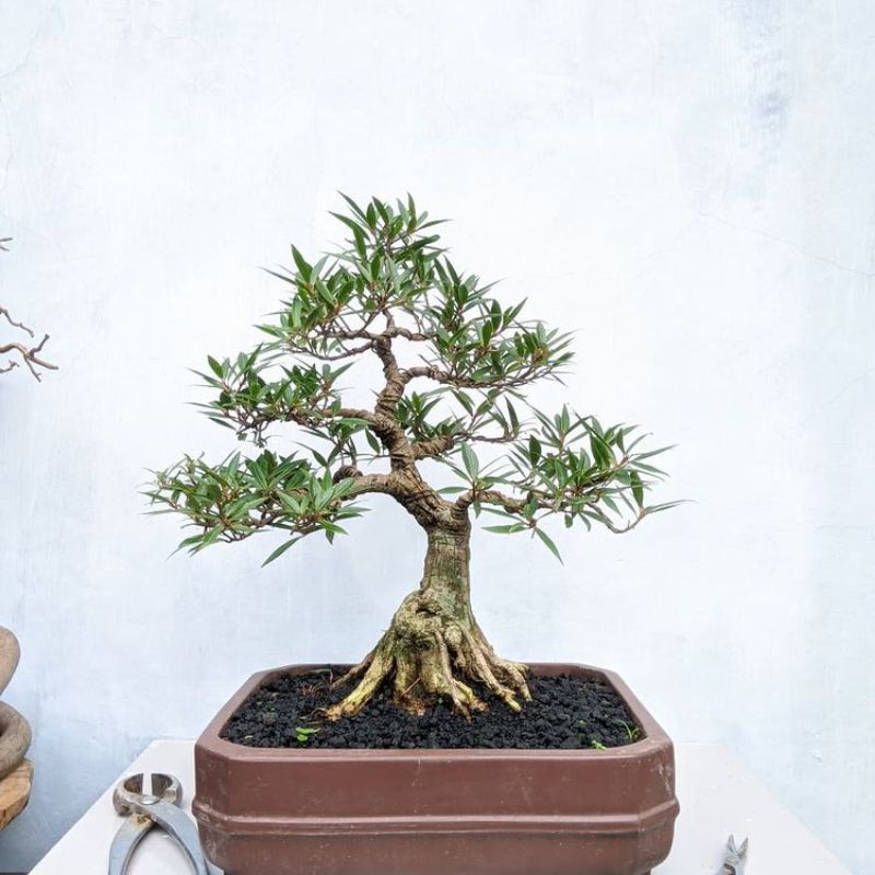 TANAMAN BONSAI BERINGIN FICUS CALIFORNIA TAMAN