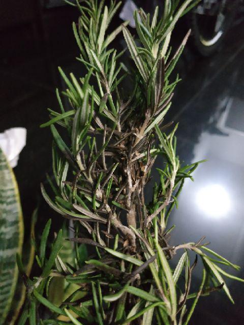 Tanaman Herbal Anti Nyamuk Rosemery