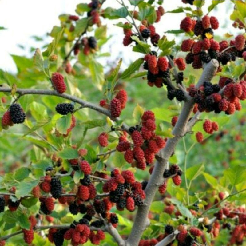 Bibit buah murbei cangkok cepet berbuah