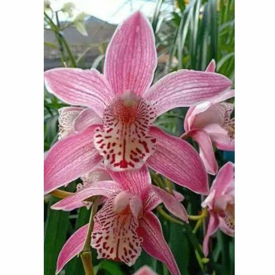 Anggrek cymbidium mikevieta pink