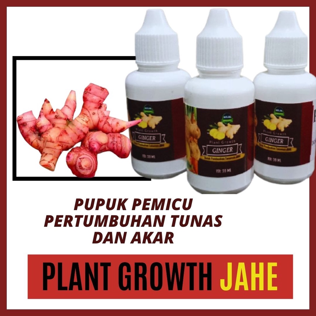 Pupuk Hormon Jahe Merah dan Emprit, Plant Gowht Jahe Reliq Penumbuh Tunas Jahe
