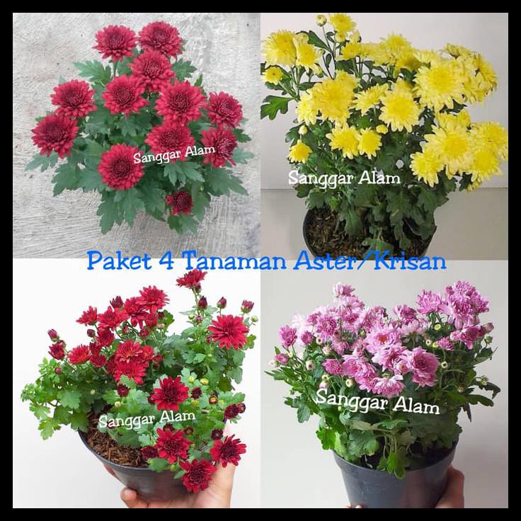 TANAMAN HIAS KRISAN/TANAMAN HIAS ASTER/PAKET 4 TANAMAN HIAS