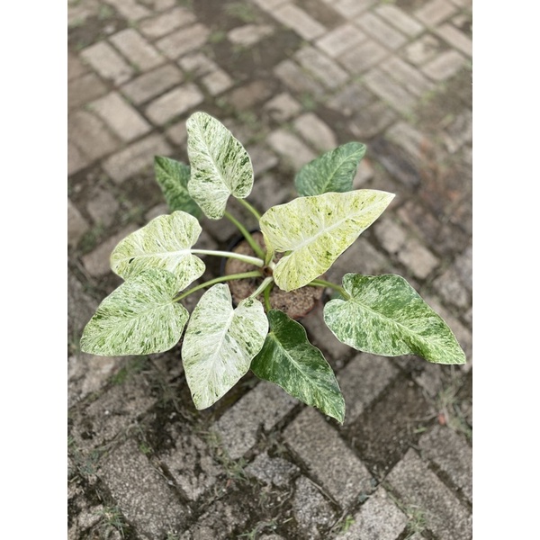 Philodendron Giganteum Marble Blizzard