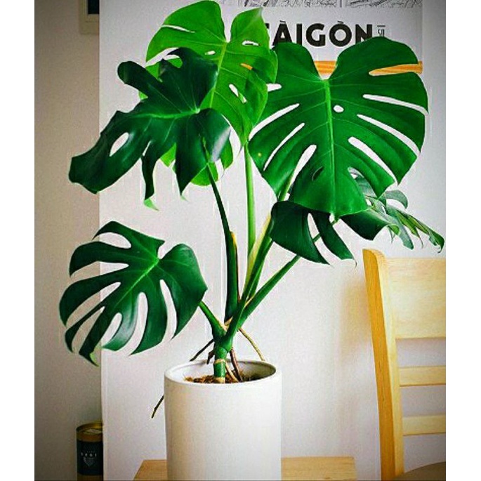 Monstera King Delisciosa Remaja