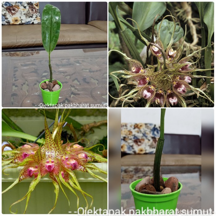 Anggrek Berpot Bulbophyllum binnendijkii Orchid Anggrek Sumater Bunga & Tanaman