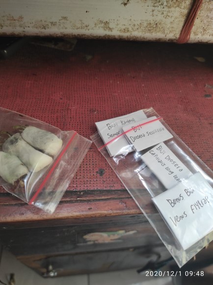 Biji Kantong Semar Mirabilis 50+biji