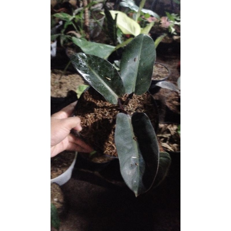 philodendron black kardinal