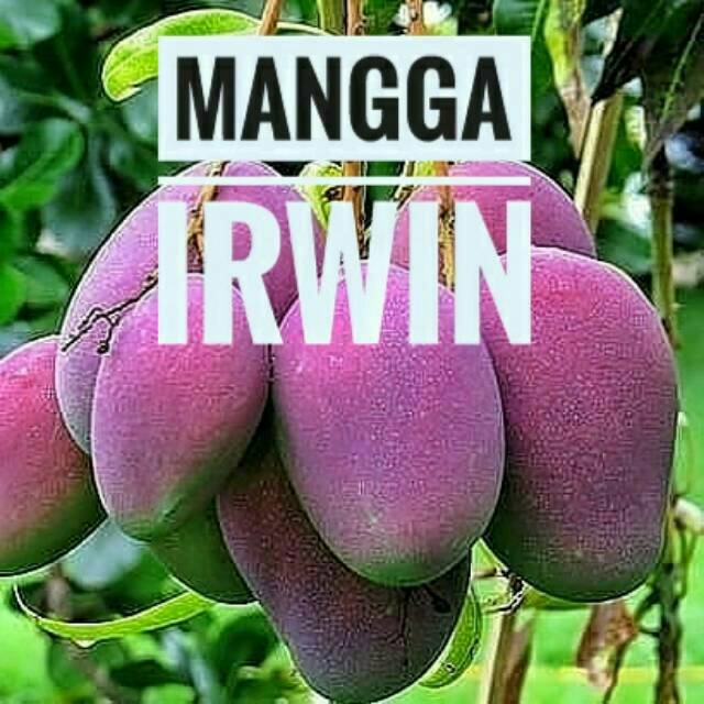 MANGGA IRWIN SIAP BERBUAH || BIBIT MANGGA IRWIN SUPER