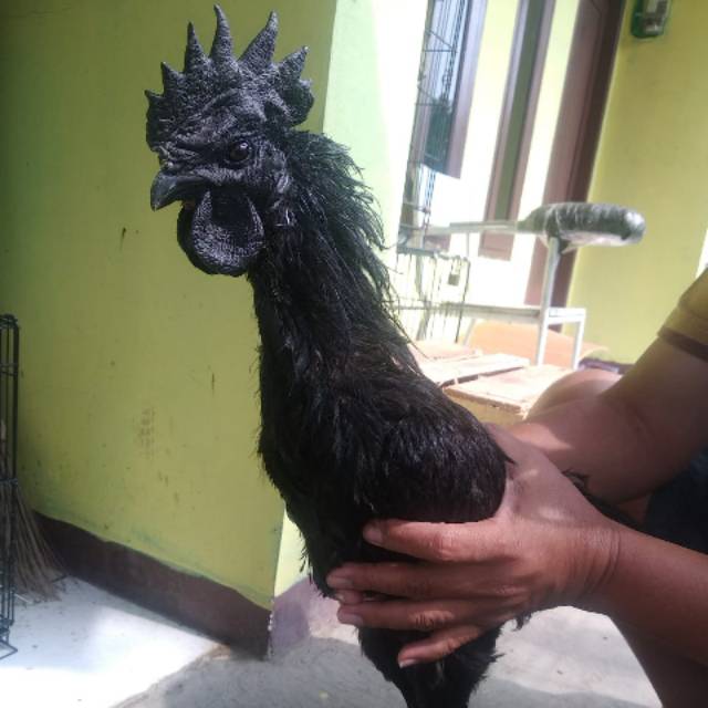 jual ayam cemani asli di jakarta