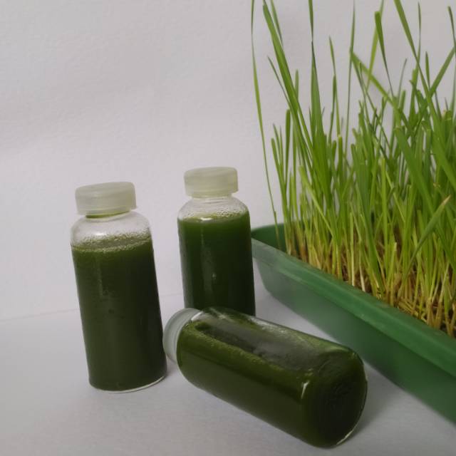 

Wheatgrass shots diet detox juice healthy drink minuman sehat
