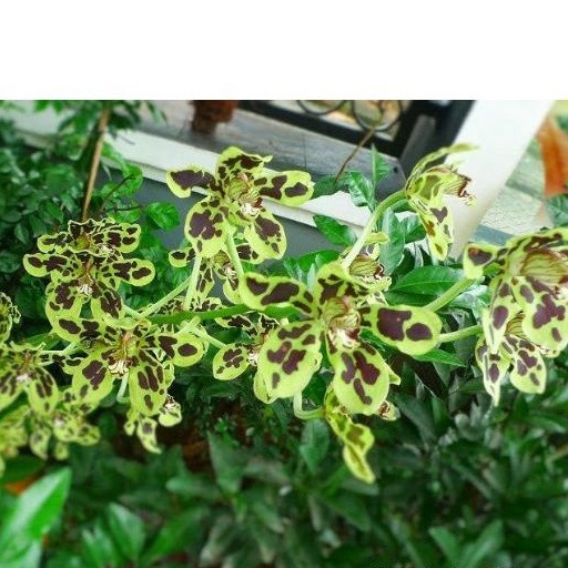 grammatophyllum scriptum/anggrek macan sulawesi